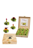 CREANO - Geschenk-Set Erblühtee Grüner Tee, 3x 4 Sorten